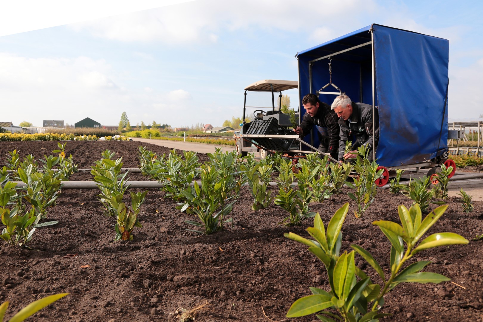 Plantkar Boot En Dart